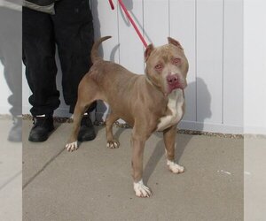 Staffordshire Bull Terrier-Unknown Mix Dogs for adoption in Louisville, KY, USA