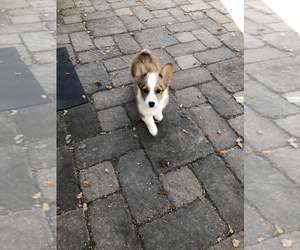 Pembroke Welsh Corgi Puppy for sale in DARDENNE, MO, USA