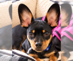 Norman  -  Bonded With Daisy  - So Ca - Male Doxie-Pin Dog for Adoption - Small photo