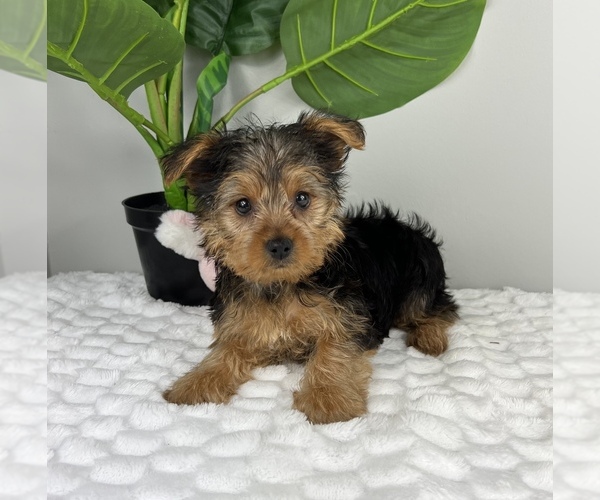 Medium Photo #3 Yorkshire Terrier Puppy For Sale in FRANKLIN, IN, USA