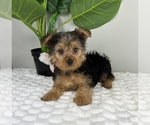 Small Photo #3 Yorkshire Terrier Puppy For Sale in FRANKLIN, IN, USA