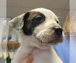 Small #12 Mutt