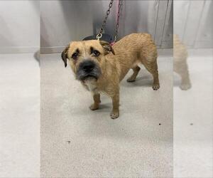 Medium American Pit Bull Terrier-Irish Wolfhound Mix