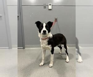 Border Collie Dogs for adoption in San Martin, CA, USA