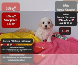 Havanese Puppy for sale in TUCSON, AZ, USA