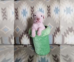 Peruvian Inca Orchid Puppy for sale in LAKE RIDGE, VA, USA