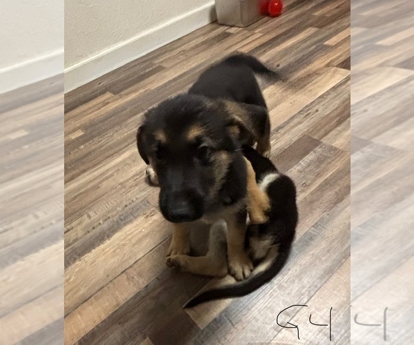 Medium Photo #10 German Shepherd Dog Puppy For Sale in SACRAMENTO, CA, USA