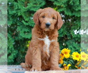 Goldendoodle Puppy for sale in LITITZ, PA, USA