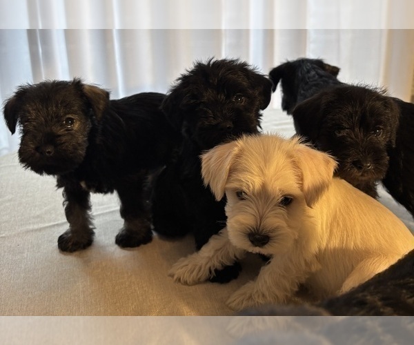 Medium Photo #19 Schnauzer (Miniature) Puppy For Sale in MURFREESBORO, TN, USA