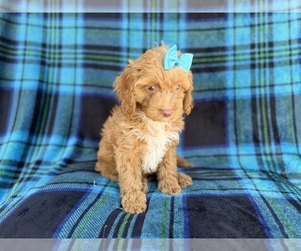 Medium Photo #2 Cock-A-Poo Puppy For Sale in LAKELAND, FL, USA