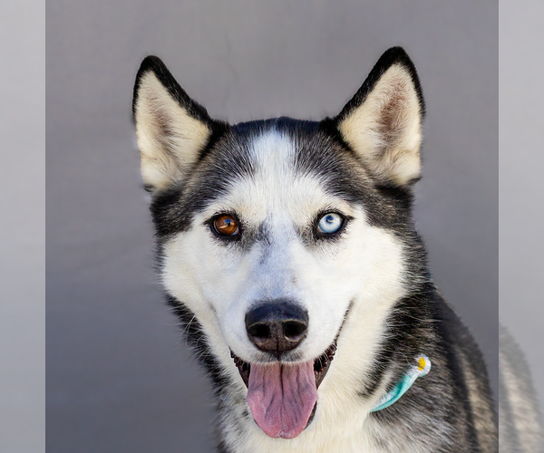 Medium Photo #1 Siberian Husky Puppy For Sale in Pasadena, CA, USA