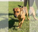 Small #2 Mutt