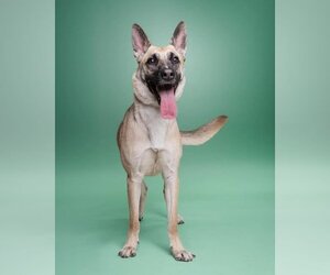 German Shepherd Dog-Unknown Mix Dogs for adoption in Rowlett, TX, USA