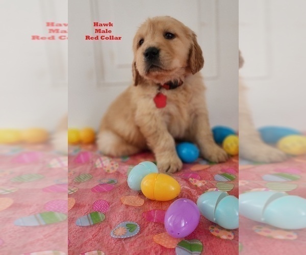 Medium Photo #4 Golden Labrador Puppy For Sale in SAYRE, PA, USA