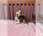 Small #2 Siberian Husky Mix