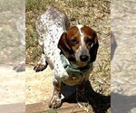 Small #1 Dachshund