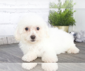 Bichon Frise Puppy for sale in RED LION, PA, USA