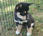 Small Photo #2 Shiba Inu-Siberian Husky Mix Puppy For Sale in BOWLING GREEN, OH, USA