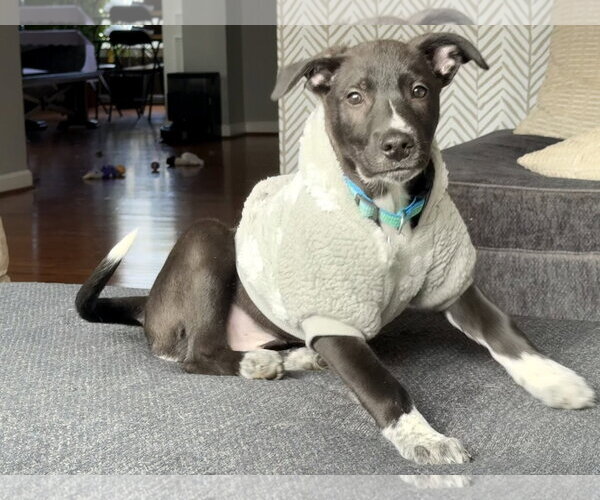 Medium Photo #11 Unknown-white german shepherd Mix Puppy For Sale in Holly Springs, NC, USA
