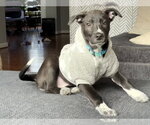 Small #10 white german shepherd Mix
