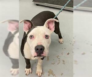 American Staffordshire Terrier-Unknown Mix Dogs for adoption in Waco, TX, USA