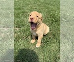 Small #4 Labrador Retriever