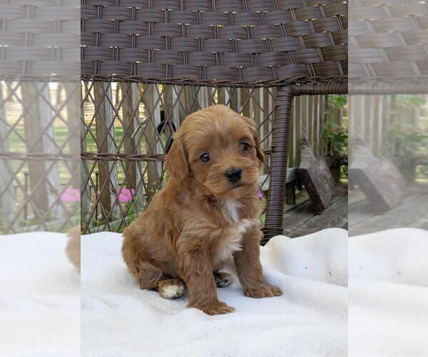 Medium Photo #24 Cock-A-Poo-Poodle (Miniature) Mix Puppy For Sale in SALEM, MO, USA