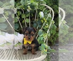 Small #3 Yorkshire Terrier