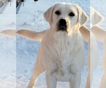 Small #5 English Cream Golden Retriever-Labrador Retriever Mix