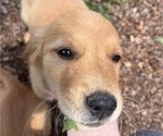Puppy Lilly Golden Retriever