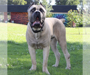 Father of the Cane Corso puppies born on 09/11/2023