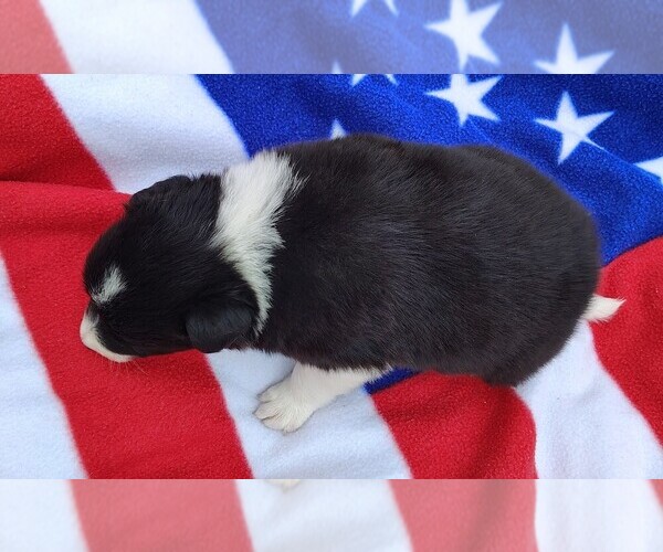 Medium Photo #59 Border Collie Puppy For Sale in NORBORNE, MO, USA