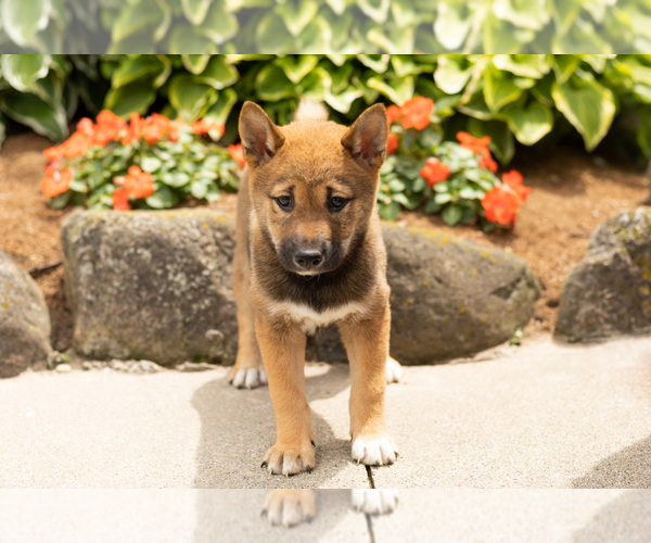 Medium Photo #3 Shiba Inu Puppy For Sale in MILLERSBURG, IN, USA