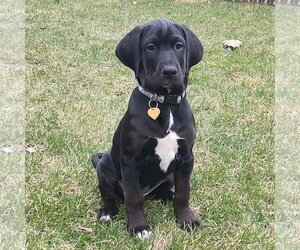 Colonial Cocker Spaniel-Retriever  Mix Dogs for adoption in Fargo, ND, USA