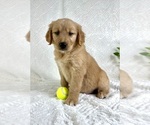 Small #3 Golden Retriever