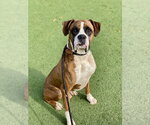 Small #9 Boxer