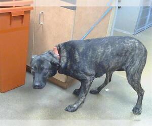 Mutt Dogs for adoption in Sacramento, CA, USA