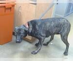 *CLOE DE NILE - Female Mutt Dog for Adoption - Small photo