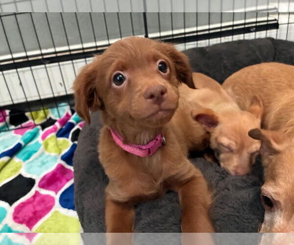 Medium Photo #1 Chihuahua-Unknown Mix Puppy For Sale in Plymouth, MN, USA