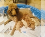 Small Photo #2 Goldendoodle Puppy For Sale in MAGNOLIA, TX, USA