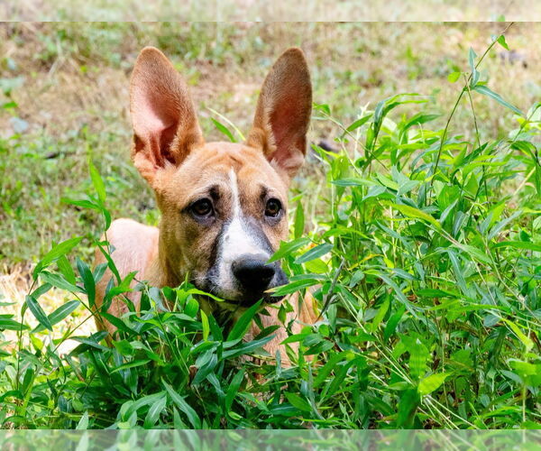 Medium Photo #3 Mutt Puppy For Sale in Ellijay, GA, USA