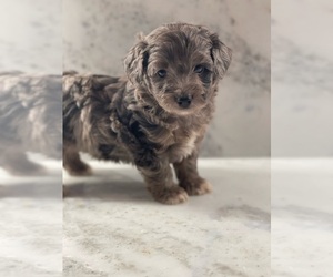 Aussie-Poo Puppy for Sale in PENSACOLA, Florida USA