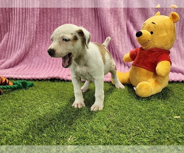 Medium Photo #5 Catahoula Leopard Dog Puppy For Sale in CUMBY, TX, USA