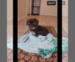 Small #2 Yorkshire Terrier