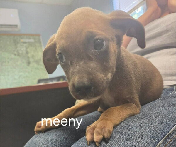 Medium Photo #1 Mutt Puppy For Sale in Rustburg, VA, USA