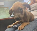 Small Mutt