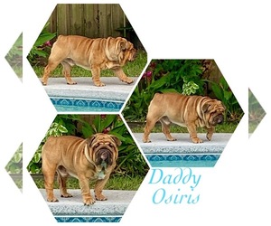 Father of the Bulldog puppies born on 07/25/2019