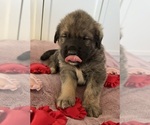Small Photo #23 Mastiff-Pyrenean Mastiff Mix Puppy For Sale in RHOME, TX, USA