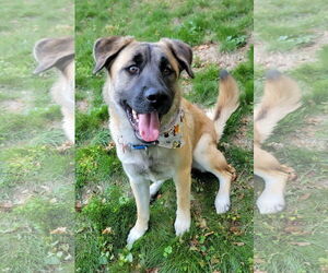 Mutt Dogs for adoption in Wakefield, RI, USA