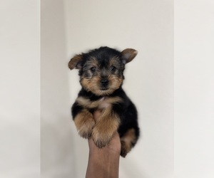 Yorkshire Terrier Puppy for sale in MULBERRY, FL, USA